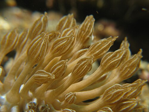 خصلات من نوع Phyllodesmium rudmani