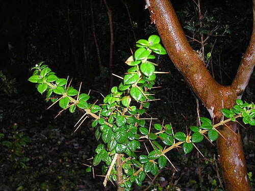أغصان شائكة من نبات Rhaphithamnus spinosus.