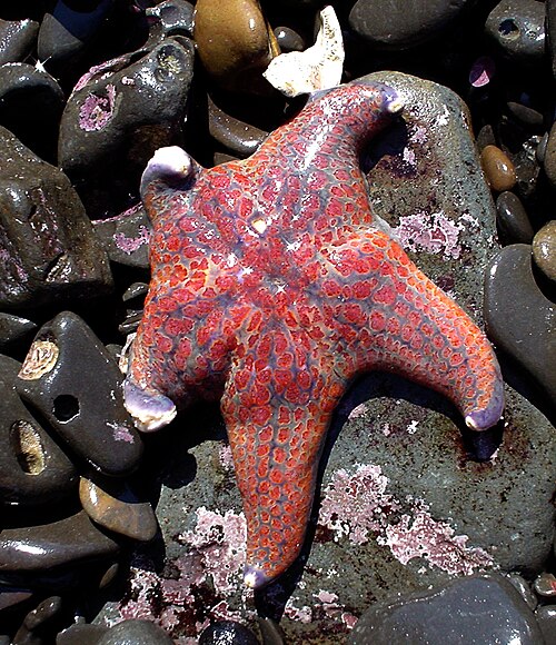 Dermasterias imbricata، وهي من عائلة Asteropseidae