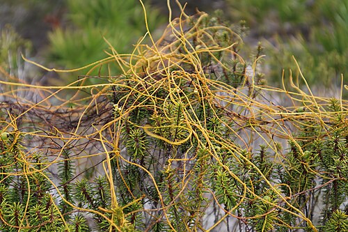 مجموعة من نبات C. filiformis على إكليل الجبل في فلوريدا، جنوب غرب فلوريدا.