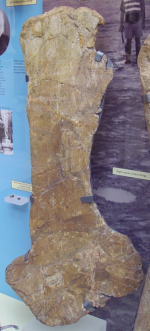 الكتف الأيمن من C. oxoniensis