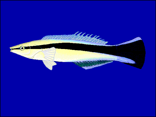 Bluestreak wrasse، Labroides dimidiatus