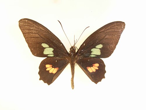ذكر Parides eurimedes antheas