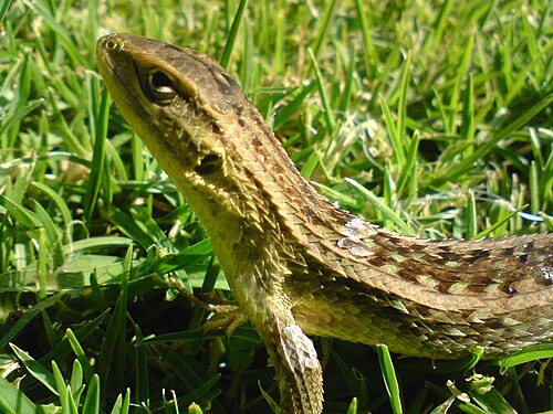 صورة لـ Lioaemus chilensis من سانتياغو، تشيلي عام 2009