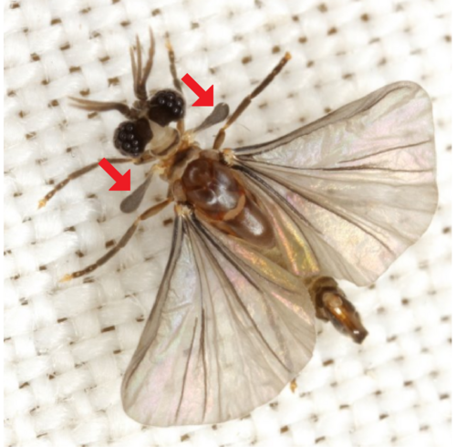 ذكر بالغ من حشرة Strepsiptera في منظر ظهري، تم تمييز الهالتيرات بأسهم حمراء