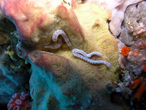 يعيش نوع Synaptula lamperti على الإسفنج (هنا في إندونيسيا).