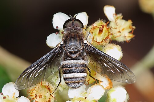 تغذية Exoprosopa sp.