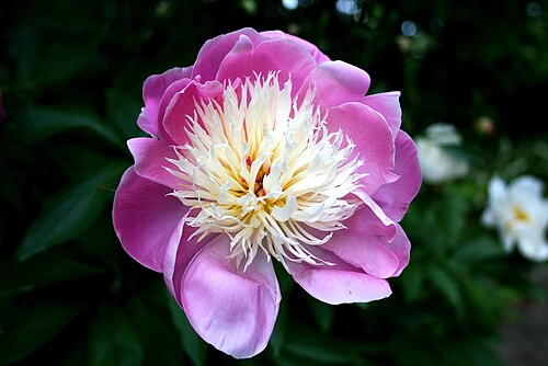 زهرة شقائق النعمان (Paeonia lactiflora 'Bowl Of Beauty')،