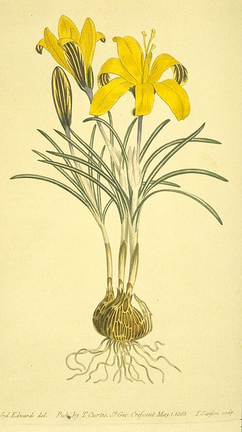رسم توضيحي لزهرة الزعفران الأصفر (Crocus angustifolius) من عام 1803