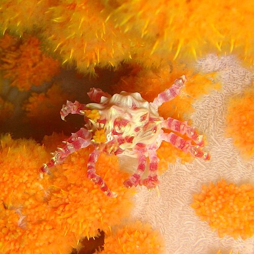 Hoplophrys oatesi، وهو Epialtidae