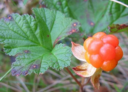 كلاودبيري