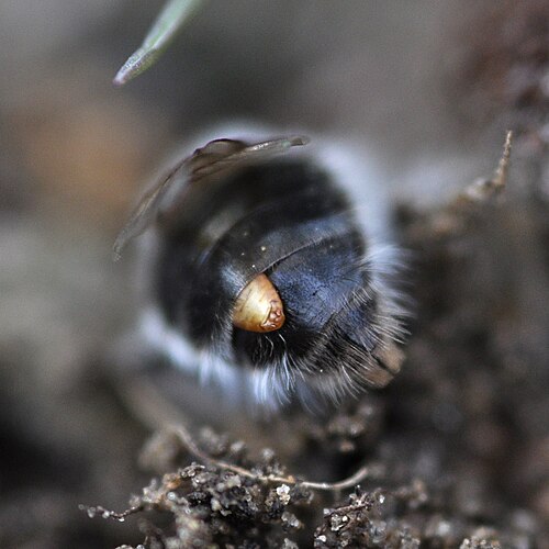 أنثى نحلة Stylops melittae (من عائلة Stylopidae) تقوم بعملية التقشير Andrena vaga، كاشفةً عن رأسها الصدري
