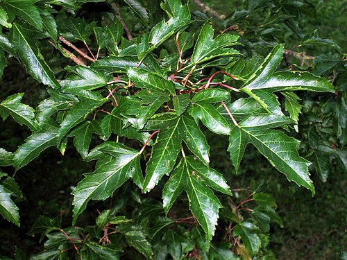 أوراق نبات القيقب الهندي (Acer ginnala)