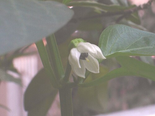 زهرة C. annuum
