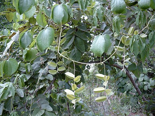 كروم اليام البري المر (D. dumetorum)