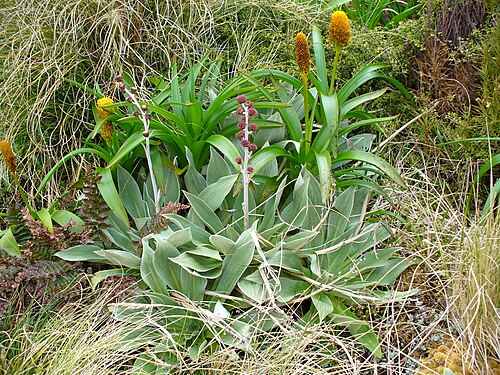 Pleurophyllum hookeri و B. rossii