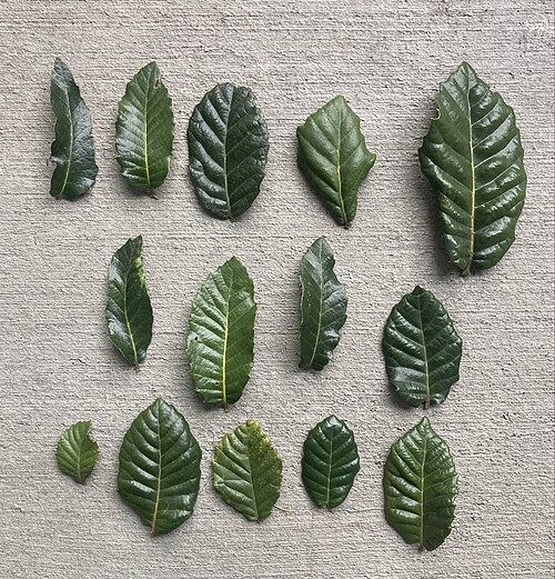 تنوع أشكال أوراق نبات البلوط الزغبي (Quercus tomentella).