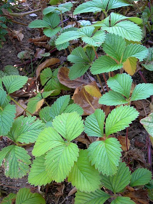 فراولة المسك (Fragaria moschata) تُقدّر لرائحتها القوية