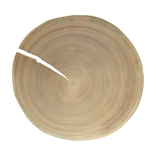 مقطع عرضي لصنوبر كيمبرا - 181 عامًا - MHNT