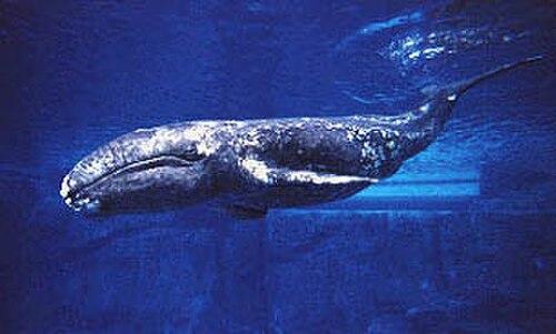gray whale