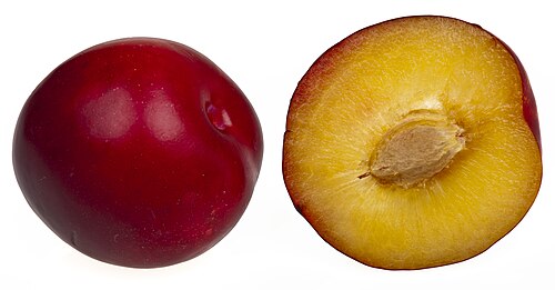 البرقوق