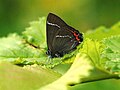 يرقات الخط الأبيض Satyrium w-album، على لوتيس، السويد: تتغذى اليرقات على خشب الدردار فقط.