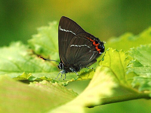 فراشة الخط الأبيض Satyrium w-album، في لوتيس، السويد: تتغذى اليرقات فقط على الدردار.