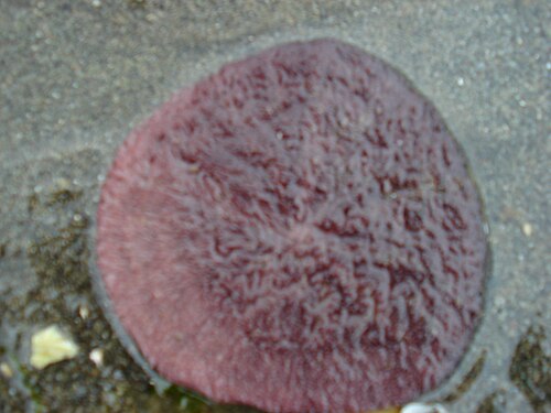 الجانب الفموي لـ D. excentricus
