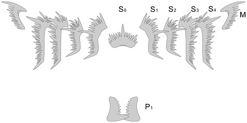 مجموعة عناصر كاملة من conodont Hindeodus parvus