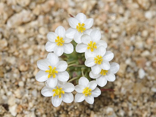الخشخاش القزم (Canbya candida)