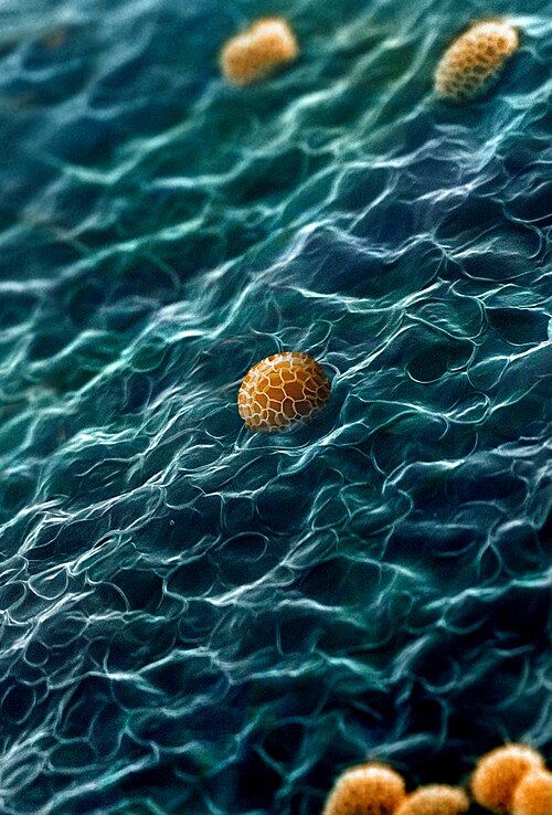 السطح الداخلي لغشاء العفن المخاطي Tubifera dudkae مع الأبواغ