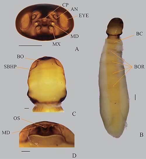 رأس العذراء الذكر (أعلى اليسار) والأنثى البالغة من نوع Xenos yangi (Stylopidia, Xenidae) في منظر بطني (يمين) وصورة مقربة للرأس الصدري (وسط وأسفل اليسار).