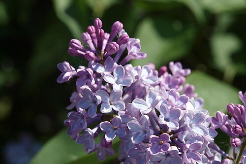 أرجواني (Syringa vulgaris)، زراعة الصمامات