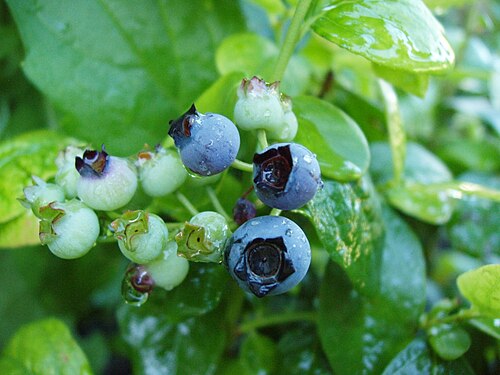 توت أزرق ناضج من نوع "بولاريس" (Vaccinium corymbosum)