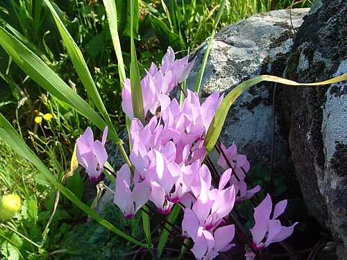 C. persicum