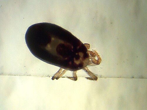 عث أحمر (Dermanyssus gallinae) من دجاجة، منظر مجهري