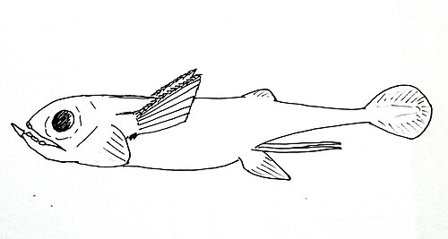رتبة Iniopterygiformes Sibyrhynchus denisoni