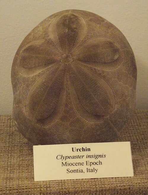 أحفورة من نوع Clypeaster insignis في معرض مقاطعة سان دييغو، كاليفورنيا