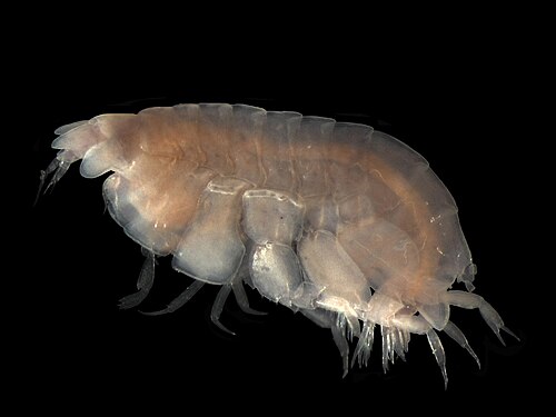 Lepidepecreum longicorne (Amphilochidea: Lysianassidae)