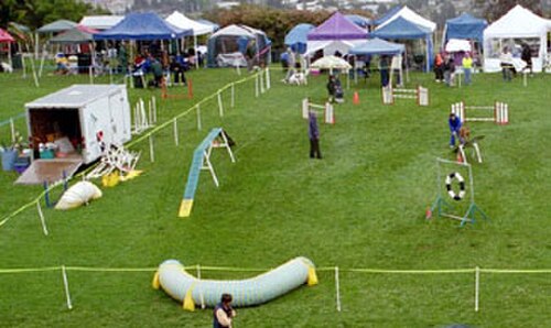 الجانب الأيسر من ميدان الرشاقة: ميدان رشاقة للمنافسة يظهر (في اتجاه عقارب الساعة من أسفل اليسار) نفقًا، وممرًا للكلاب، والحكم واقفًا أمام قفزة مجنحة، وقفزتين مجنحتين إضافيتين، وكلبًا يؤدي حركة الميزان مع توجيه مدربه، وقفزة الإطار.