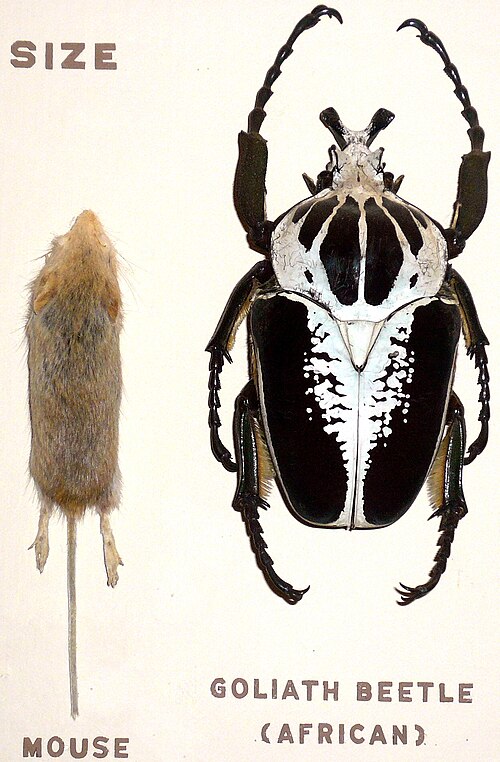 خنفساء جالوت الملكية، Goliathus regius، مقارنة بالفأر