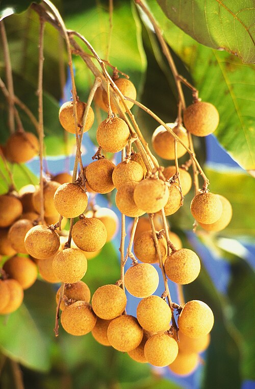 باقة من الفاكهة