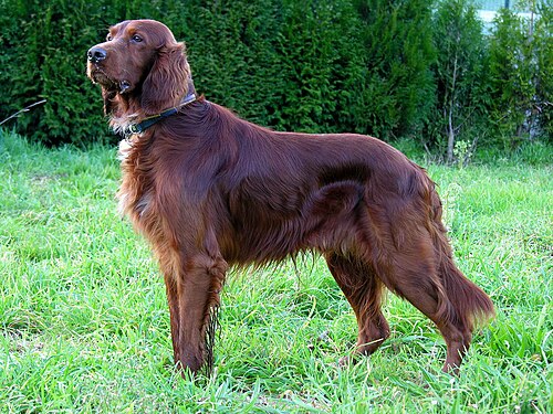 كلب الصيد الأيرلندي الأحمر بدون بقع مرقطة