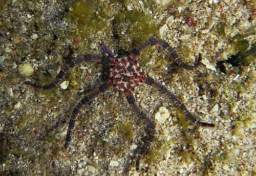 أوفيوبيزا راجع. فالاكس، وهو Ophiopezidae