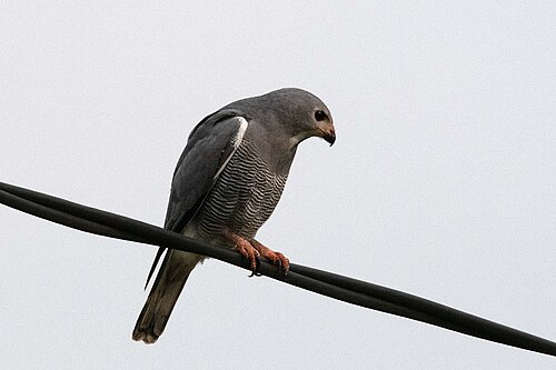 K. monogrammicus في أوغندا