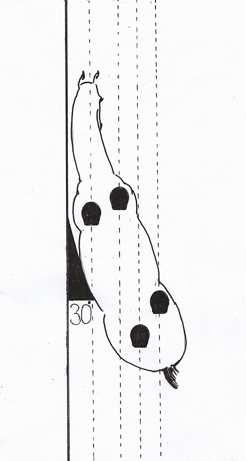 ترافرز (الوركين للداخل)