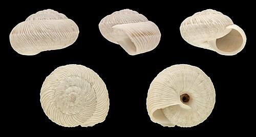 Xerosecta submoesta (النوع الأبيض)