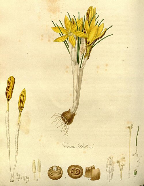 رسم توضيحي لزهرة الزعفران الأصفر (Crocus luteus) من عام 1820