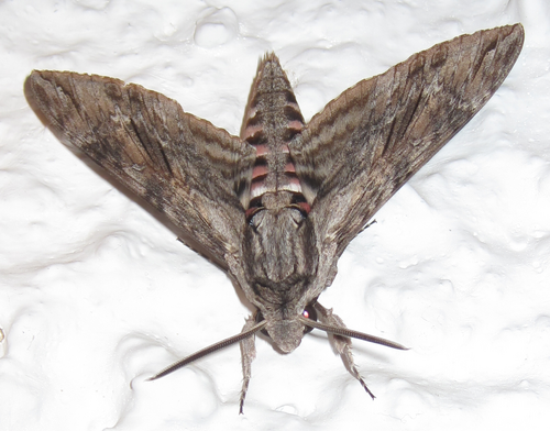 العثة الرمادية العملاقة (Agrius convolvuli)