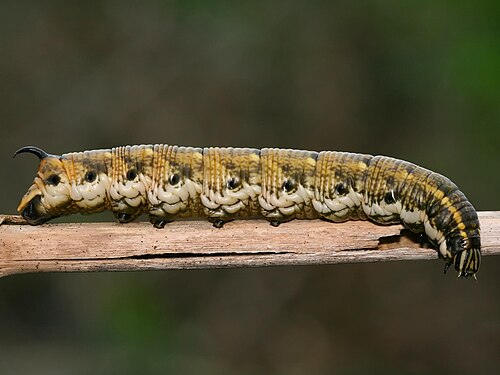 يرقة فطر Agrius convolvuli